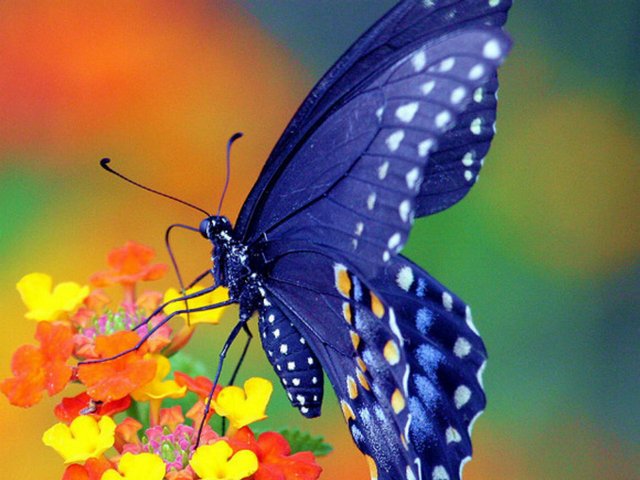 Все о бабочках в Туле | ЗооТом портал о животных