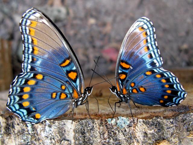 Все о бабочках в Туле | ЗооТом портал о животных