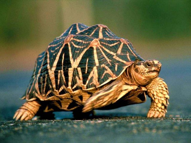 Все о черепахах в Туле | ЗооТом портал о животных
