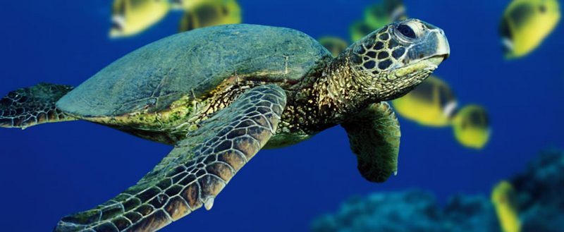 Все о черепахах в Туле | ЗооТом портал о животных