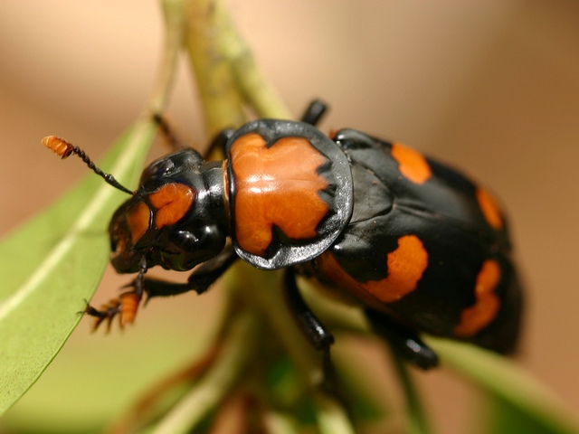 Все о жуках в Туле | ЗооТом портал о животных