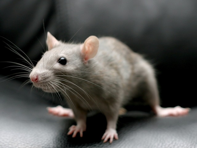 Все о крысах в Туле | ЗооТом портал о животных