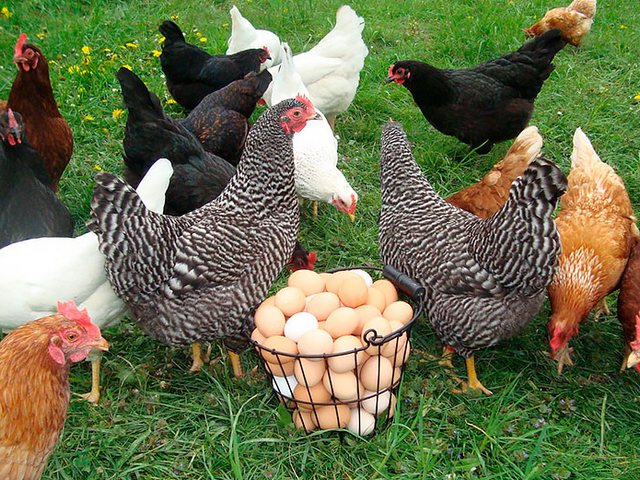 Содержание кур и уход за ними | ЗооТом - продажа, вязка и услуги для животных в Туле
