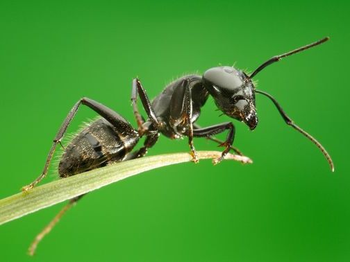 Все о муравьях в Туле | ЗооТом портал о животных