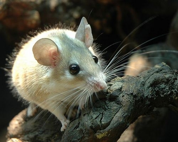 Все о мышах в Туле | ЗооТом - продажа, вязка и услуги для животных в Туле