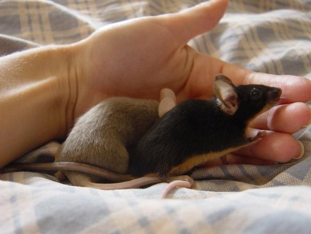 Все о мышах в Туле | ЗооТом - продажа, вязка и услуги для животных в Туле