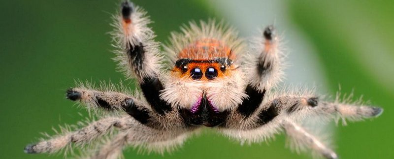 Все о пауках в Туле | ЗооТом портал о животных