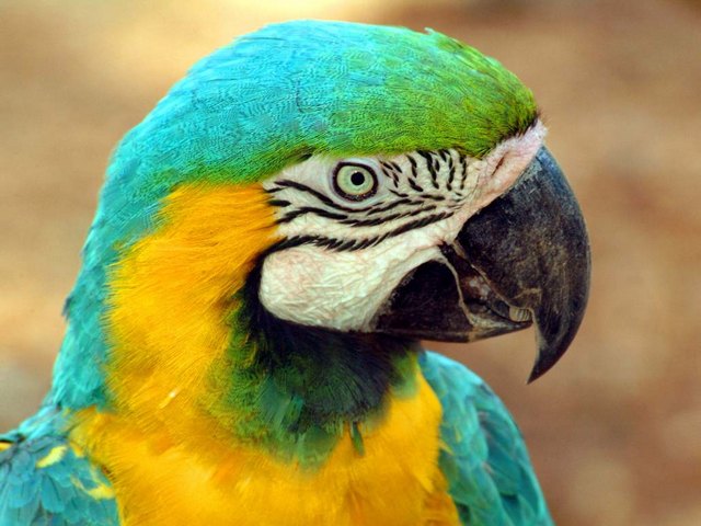 Все о попугаях в Туле | ЗооТом портал о животных
