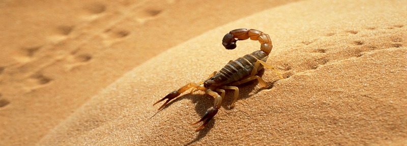 Все о скорпионах в Туле | ЗооТом портал о животных
