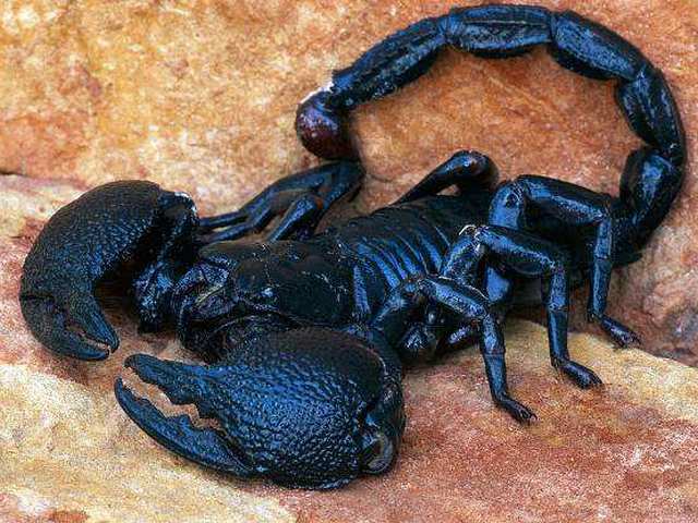 Все о скорпионах в Туле | ЗооТом портал о животных