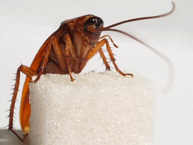 Все о тараканах в Туле | ЗооТом портал о животных