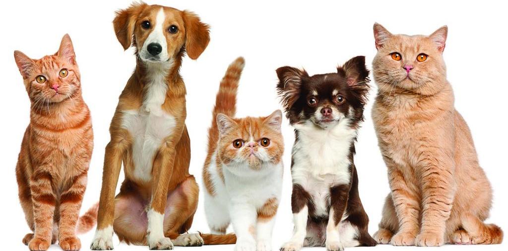 Доска объявлений о животных | ЗооТом - продажа, вязка и услуги для животных в Туле
