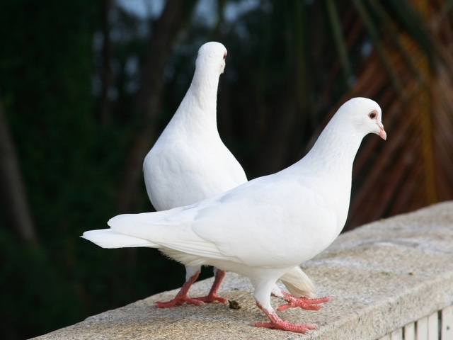Все о голубях | ЗооТом - продажа, вязка и услуги для животных в Туле