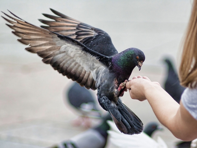 Все о голубях | ЗооТом - продажа, вязка и услуги для животных в Туле
