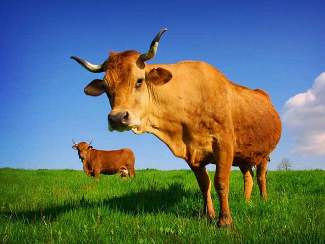Все о коровах в Туле | ЗооТом портал о животных