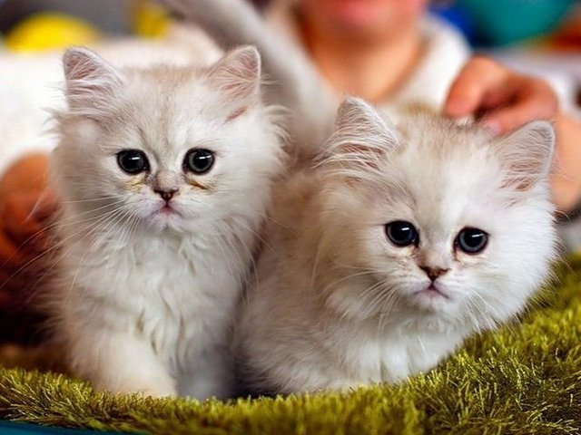 Породы кошек в Туле | ЗооТом портал о животных
