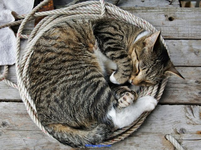 Все о кошках в Туле | ЗооТом портал о животных