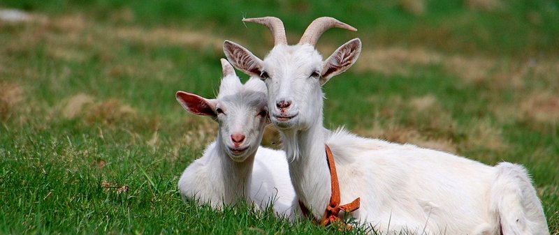 Все о козах в Туле | ЗооТом портал о животных