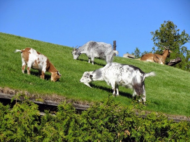 Все о козах в Туле | ЗооТом портал о животных