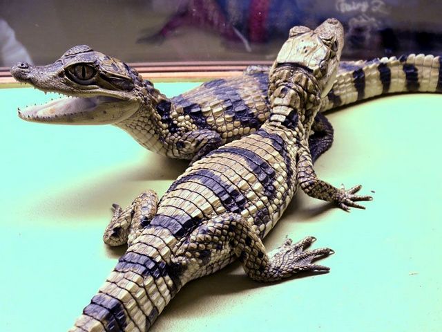 Все о крокодилах в Туле | ЗооТом портал о животных
