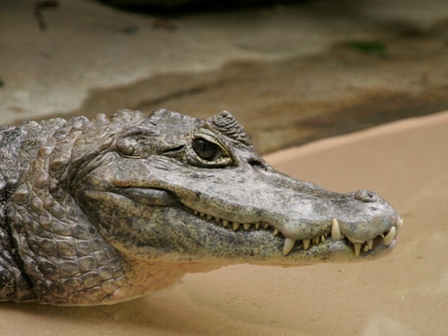 Все о крокодилах в Туле | ЗооТом портал о животных