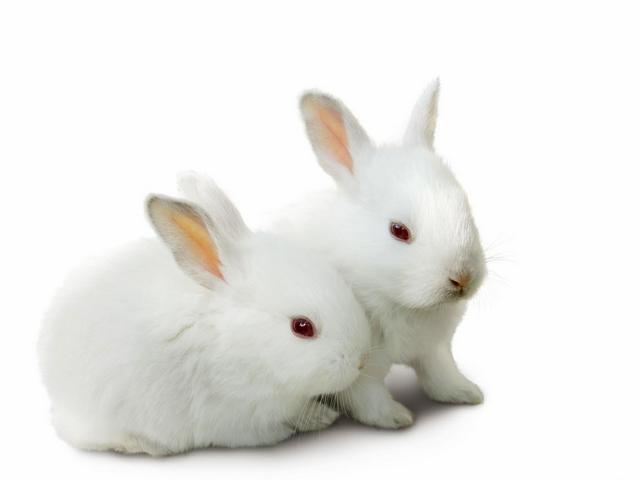 Все о кроликах в Туле | ЗооТом портал о животных