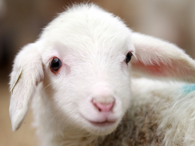 Овцы и бараны в Туле | ЗооТом портал о животных