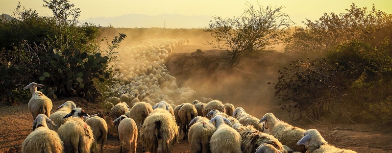 Все об овцах в Туле | ЗооТом портал о животных