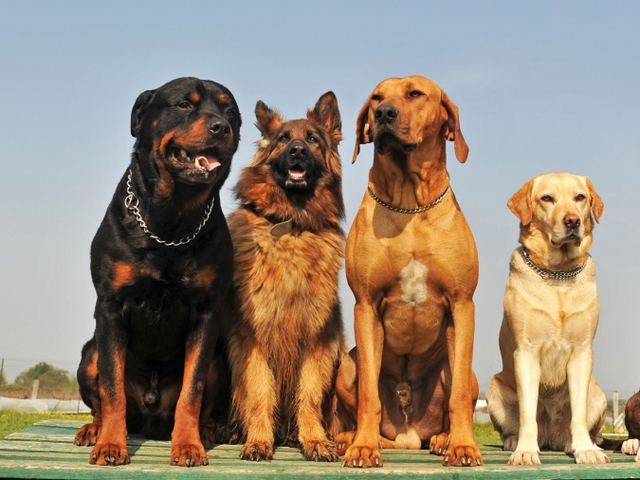 Крупные породы собак в Туле | ЗооТом портал о животных