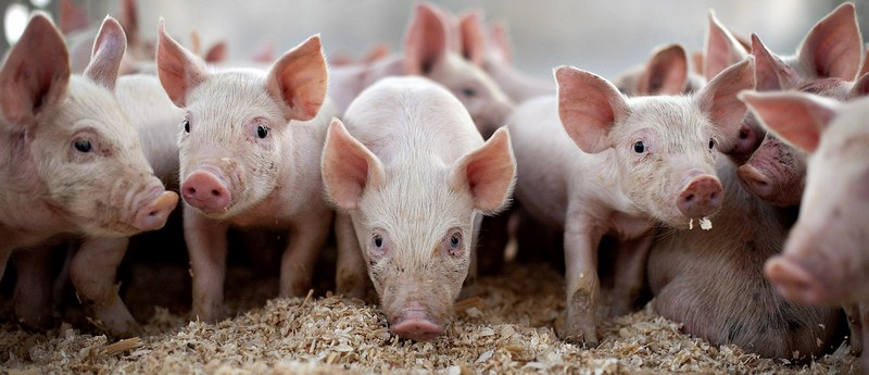 Все о свиньях в Туле | ЗооТом портал о животных