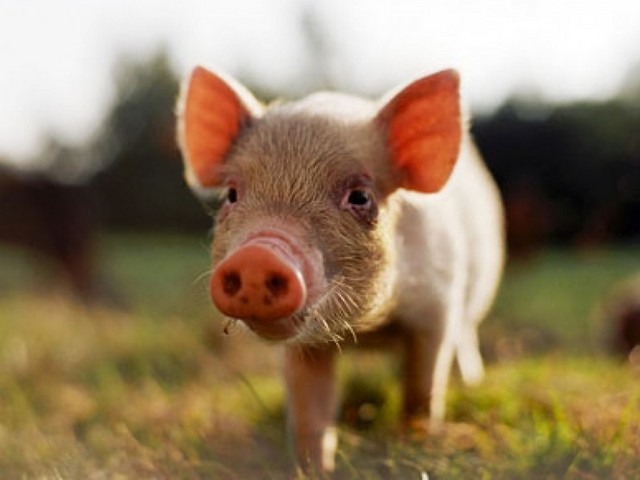 Все о свиньях в Туле | ЗооТом портал о животных