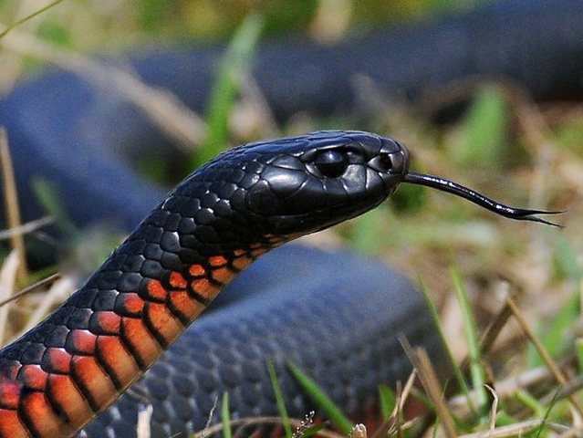 Все о змеях в Туле | ЗооТом портал о животных